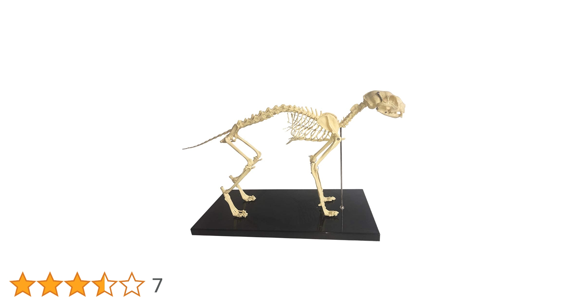 【新品未使用】Elenco 猫の全身骨格模型 1e2a8e46bacc72aa23ac2705b4f095