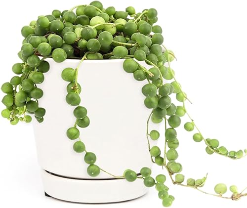 Miniatura 1 de Cadena de perlas plantas suculentas (maceta minimalista blanca de 4 pulgadas con platillo)