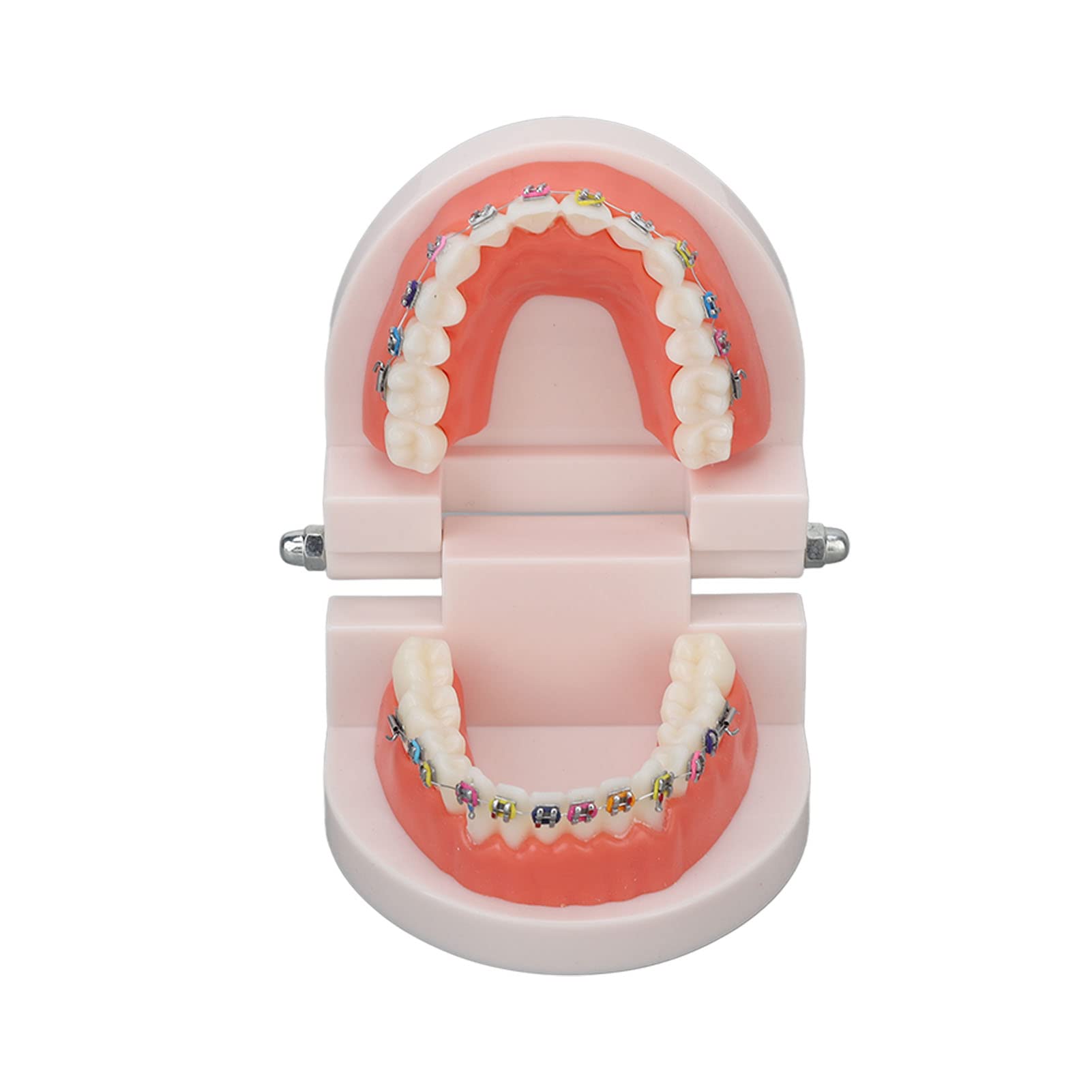 Jaerb Dental Typodont, Educational Convenient Demonstration Teeth Model Lightweight Complete Structure for School Teaching Demonstration
