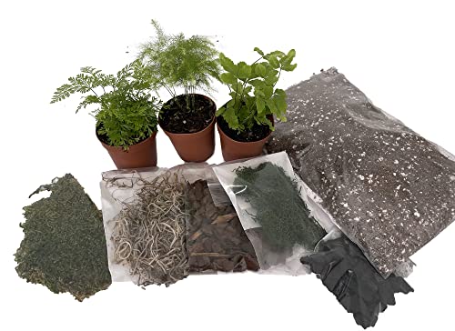 Hirt's Terrarium Kit with 3 Live Mini Ferns in 2' Pots