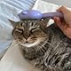 The Better Cat - Katzenhaar und Unterfellbürste für Kurz- und Langhaar, Haarknoten Entferner, Selbstreinigende Bürste
