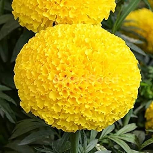 Image of Marigold Yellow Flower (Genda) Seed, Seeds for Home Gardening, Marigold Flowers (Genda) (Yellow, Pack of 50 Seeds)