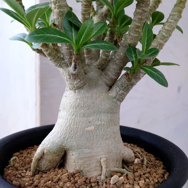 Amazon.co.jp: [観葉植物フェア]アデニウム：アラビカム 4号鉢