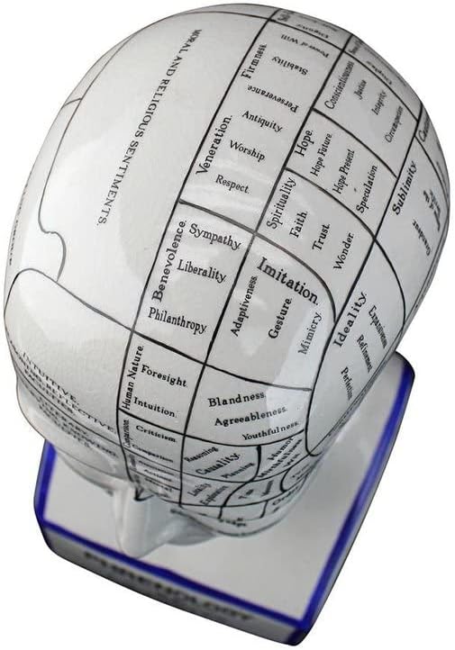 Miniatura 7 de Design Toscano SP020 - Estatua de porcelana para adivinación con cabeza de frenología, 12 pulgadas, porcelana, color blanco