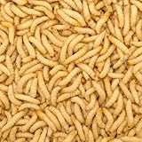 Bienenmaden | lebend | 250 Stück | Wachsmaden | Angelköder | Lebendköder | Futterinsekten | Lebendfutter