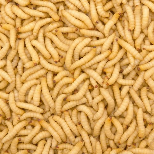 Bienenmaden | lebend | 250 Stück | Wachsmaden | Angelköder | Lebendköder | Futterinsekten | Lebendfutter