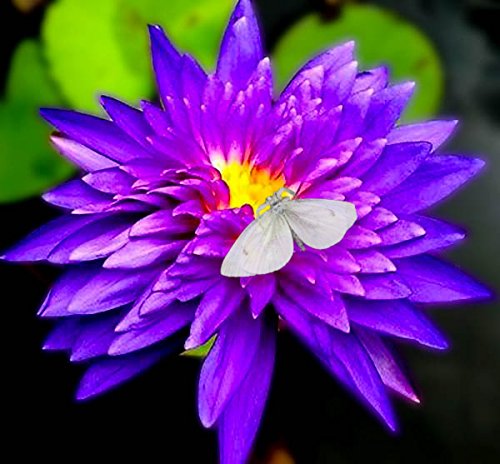 Amazing Live Aquatic Plant Water Lily Tuber For Fresh Water Pond Nymphaea King Blue Tropical W009 by Jayco Buy 2 GET 1 FREE