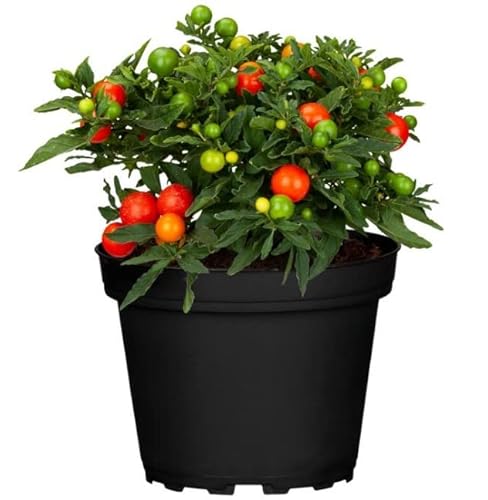 Solanum Pseudocapsicum Arbusto Natural Conocido Popularmente como Cerezo de Jerusalén