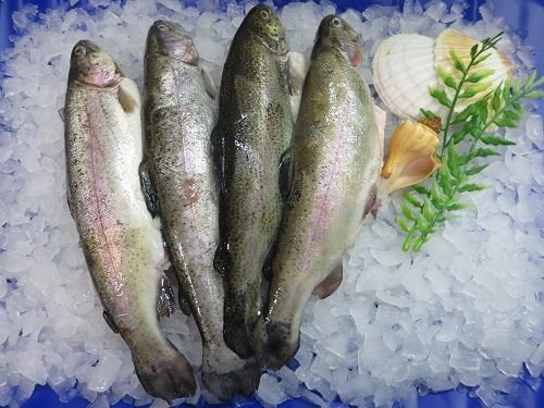 Lachsforellen gesalzen 600g (2 Fische) zum selber Räuchern