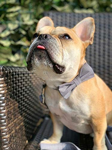 Lionet Paws Hundehalsband mit Fliege, Langlebiges Bequemes Baumwolle Halsband mit Metall Steckverschluss für Hunde und Katzen, Hals 25-40cm