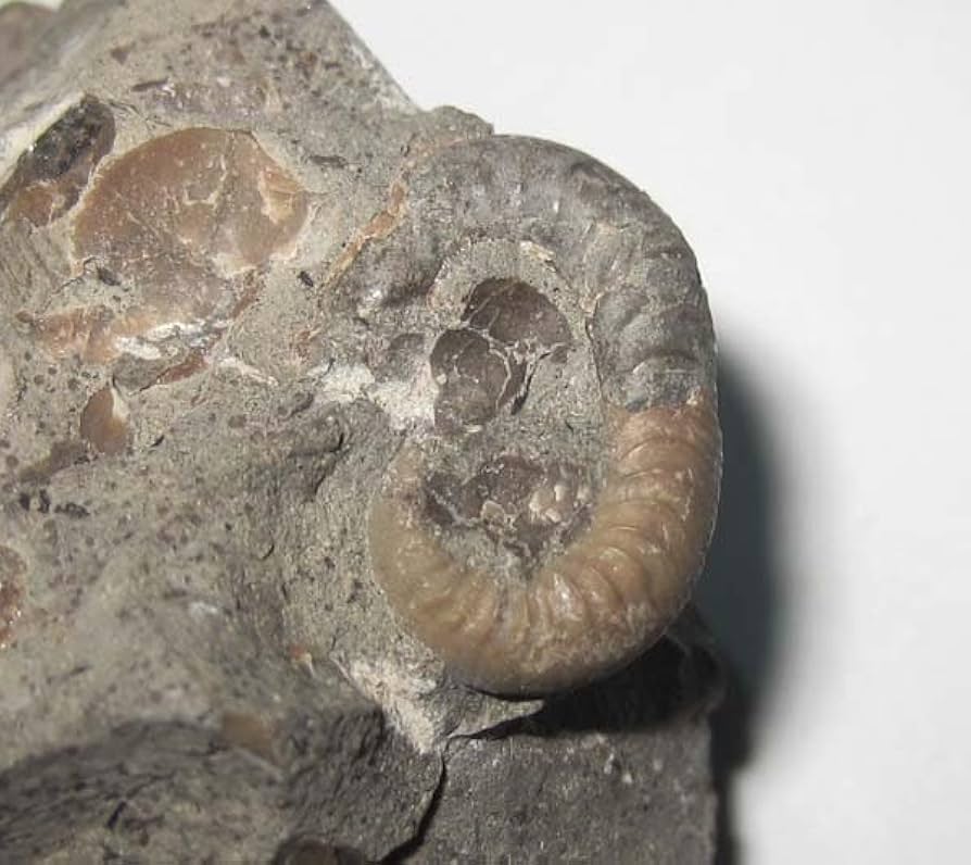 北海道アンモナイト 異常巻きスカフィテス群生他多数 北海道産！希少な異常巻きを含む多数のアンモナイトが同居した