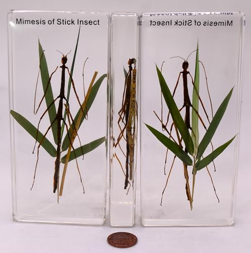 Image of 5.5 inch Real Mimesis Stick Insect Phasmatodea Bug in Crystal Clear Lucite Resin Specimen Paperweight Preserved Animal Taxidermy Collection for Biology Science Education & Desk Ornament Display