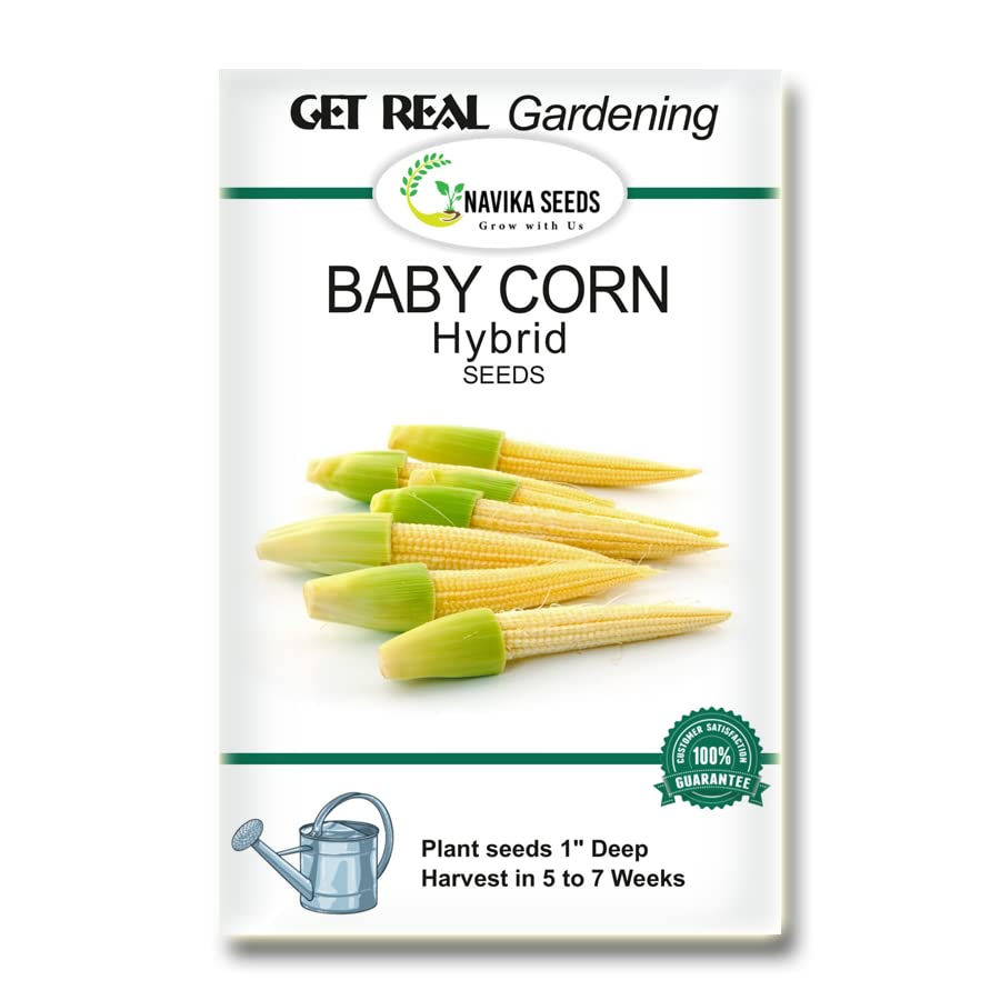 Navika Seeds ; Grow with Us Baby Corn Hybrid Vegetable Seeds For Gardening. Free E Book For Kitchen Garden, Backyard Gardening, Home Gardening & Planting Included. (Pack Of 5 Gram )