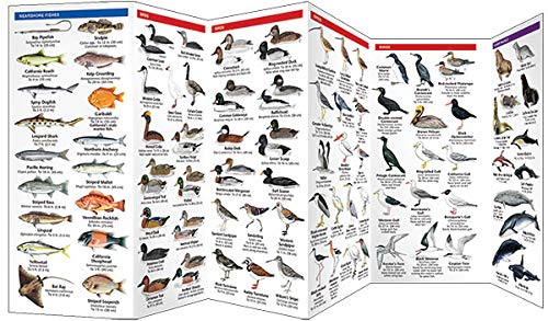 California Seashore Life: A Folding Pocket Guide to Familiar Plants & Animals (A Pocket Naturalist Guide) - Image 3