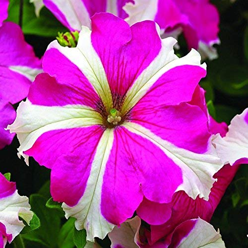 Creative Farmer Petunia Ultra Star Mix Flower Seeds (White, 20 Pieces)