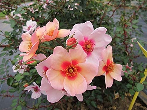 Amazon.co.jp: バラ苗 スマイリングアイズ 国産新苗植え替えオリジナル