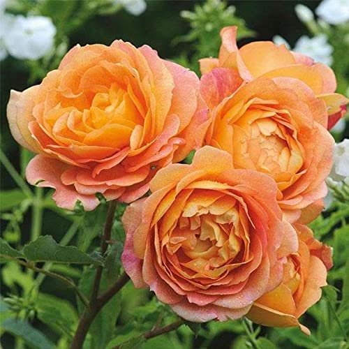 See full amazon price history chart for Mphmi Plantslive English Rose (Orange) - Plant Mphmi Plantslive English Rose (Orange) - Plant (B09NH6BCRK) Amazon Price History, Amazon Price Tracker
