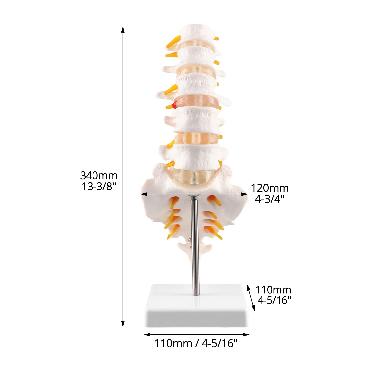 QWORK® Model anatomii naturalnej wielkości kręgosłupa z otwartą kością krzyżową