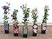 Clematis Kletterpflanzen 40-100cm topfgewachsen, verschiedene Sorten/Farben (40-60cm, Rosa)