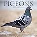 Pigeon Calendar - Cute Animal Calendar - Calendars 2020 - 2021 Wall Calendars - Animal Calendar - Pigeons 16 Month Wall Calendar by Avonside