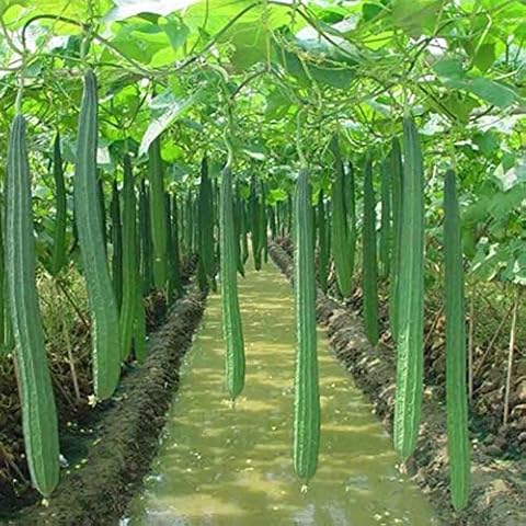 Semillas de Luffa Zhoubaa para plantar Cover