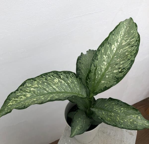 Amazon｜ディフェンバキア：ティキ（Tiki） 4号[観葉植物