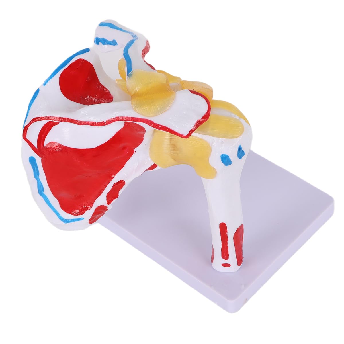 Alide Modello di articolazione della spalla umana, modello di articolazione della spalla con omero mobile, per studi medici, supporto didattico per l'insegnamento