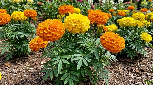Image of Low Maintenance Hybrid Flower Seeds Combo Pack- All Year Flower Seeds Supply (MARIGOLD 2 VARIETIES)