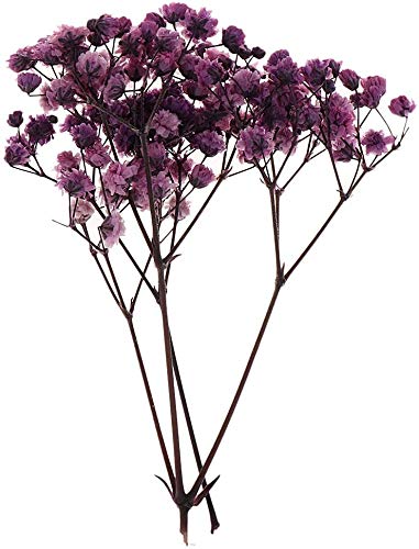 Flores y hojas secas prensadas naturales para manualidades miniatura 1