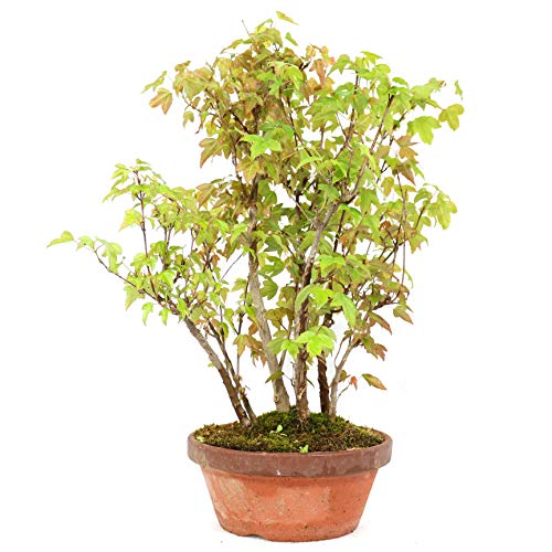 Forest, Trident Maple, Maple buegeranium, Outdoor Bonsai, 20 Years, Height 32 cm