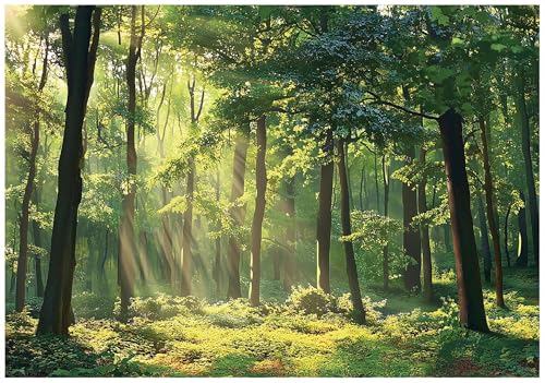 WallArena - Vlies Fototapete Wald 200x140 cm - Fototapeten - Tapeten - für Wohnzimmer Schlafzimmer - Vliestapete Wandtapete Tapete 3D Effekt- inkl. Kleister - Landschaft Natur Grün