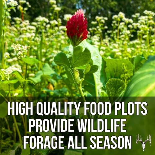 Crooked Bend Smash Wheat Blend, 50LB Bulk, Food Plot Seed for Deer, Buckwheat Plants for Dove, Pheasant, Rabbit, Duck, Whitetail, & Turkey Hunting Attractant, Grow Forage to Feed Wildlife, No Till - Thumbnail 5