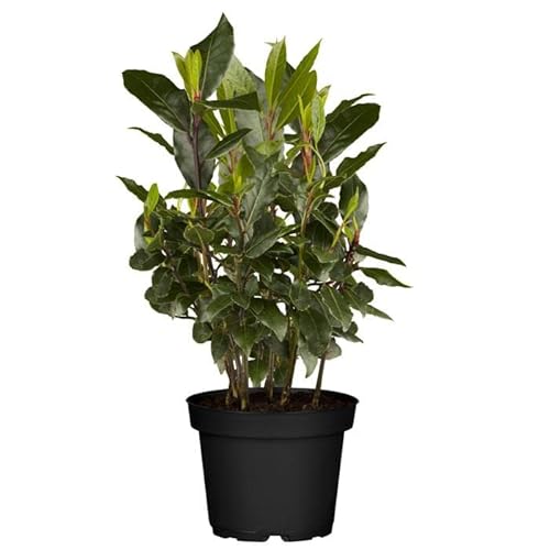 DECOALIVE Laurel GOURMET - Planta Natural para Cocinar - Hierbas Provenzales Naturales para Huerto Urbano