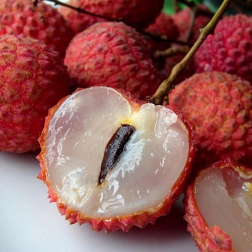 Image of Shahi Litchi Hybrid Live Plant | Dwarf Air Layered Variety | Rare Tropical Lychee Tree for Garden | Sweet All Season Fruit | 2-3 Ft Tall Sapling | Bears Fruit in 1-2 Years | 1 Healthy Plant