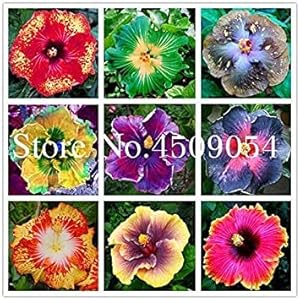 50 Pezzi Giant Hibiscus Bonsai 24kinds Hibiscus Rosa-sinensis Fiore Bonsai da Interno Hibiscus Albero dei Bonsai per Flower Pianta in Vaso: Mixed: Only Seeds