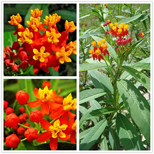 Moccurod 100 Red Tropical Milkweed Seeds, Asclepias Curassavica #TOP5