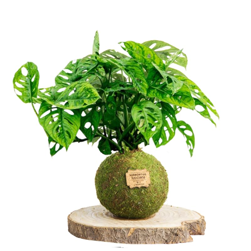 Kokedama Monstera Natural - Kokedama Interior | Bola de Musgo Vivo | Planta Natural | Planta Interior | Decoración Hogar | Fácil Cuidado y Mantenimiento