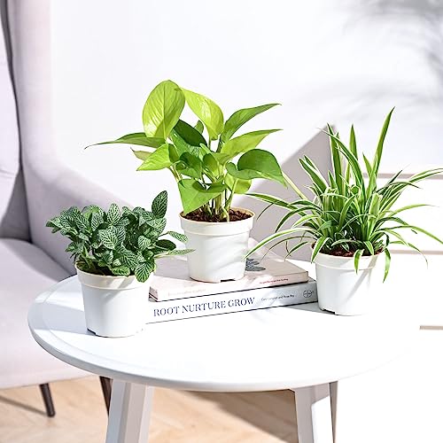 UGAOO Combo of 3 Indoor Live Plants for Home Decor with Pot - Gol...
