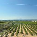 Muses With Short Fuses