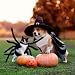 HONMOK Spinnen Kostüm Hund Spinne Hundekostüm Spinnenkostüm Haustier Spinnekostüm Katze Gruselige Spider Kostüm Halloween Horror Cosplay Zubehör für Hund Katze Haustier Fasching Karneval (M Size)