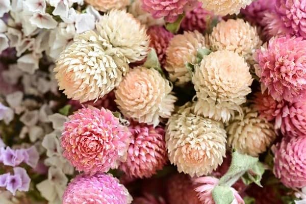 Mixed Gomphrena Seeds 300+ Seeds Formula Mix Globe Amaranth Non-GNO Heirloom Seeds for Planting Annual Cut Flower Garden Heat & Drought Tolerant Attracts Pollinators Outdoor Home Garden Decor