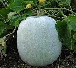 Semillas de calabaza frescas nuevas (60 unidades), color blanco