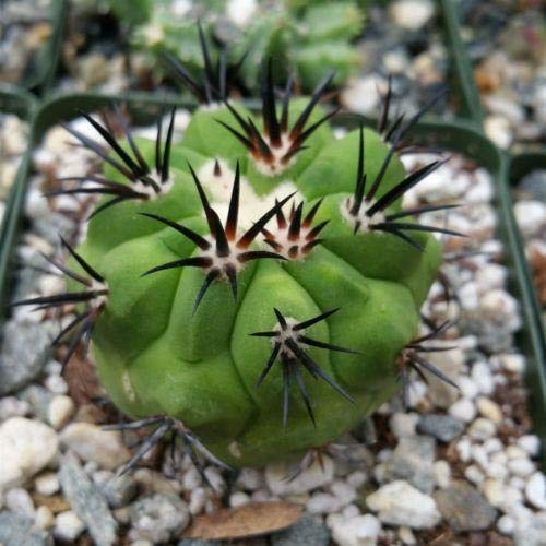 Copiapoa　コピアポア カリザレンシス　黒閃玉　現地球　群生　貴重 Amazon.co.jp: 【種子】Copiapoa Carizalensis◇コピアポア