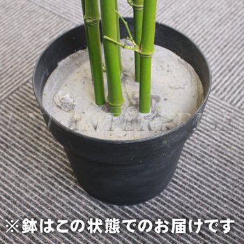 Amazon｜Funderful 人工観葉植物 光触媒 バンブー 竹 210cm｜人工観葉 
