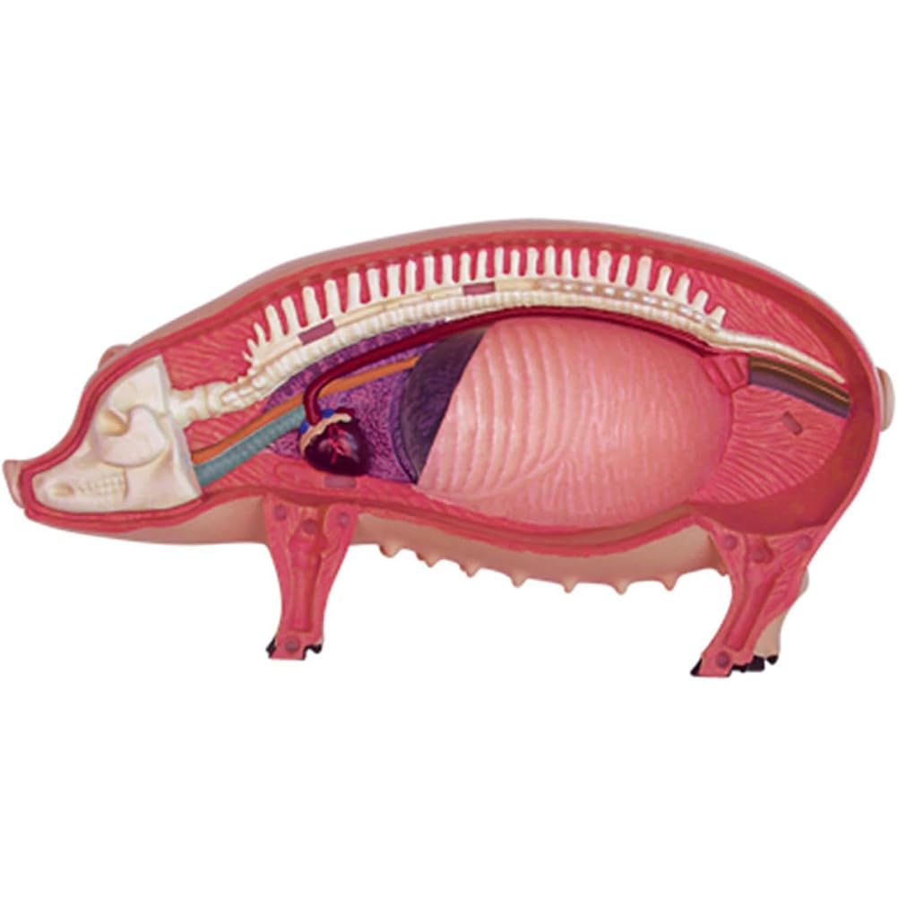 Modello anatomico del maiale 4D - Campione biologico staccabile per formazione veterinaria e dimostrazioni educative, ideale per studenti e professionisti