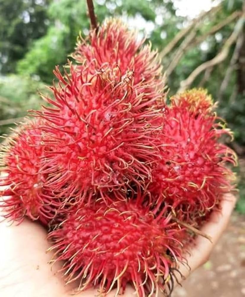 Amazon.com : New Fresh 50pcs Lychee Fruit Seeds Generic