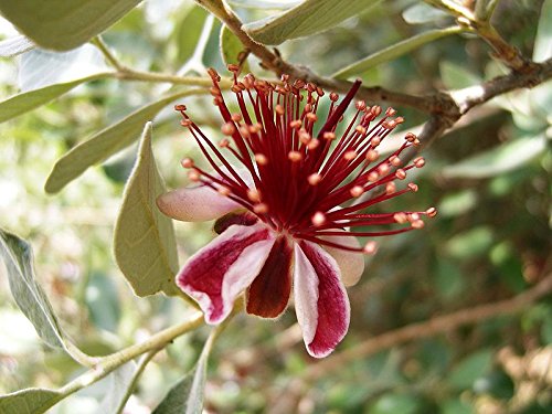 10 Pineapple Guava Fruit Brazilian Or Fig Guava Flower Pink Red Tree Shrub Seeds #TOP7