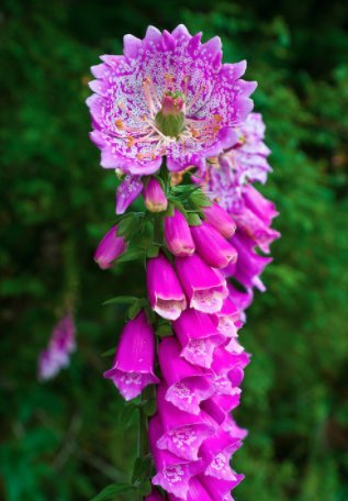 Foxglove Flower Seeds for Planting, 5500+ Heirloom Flower Seeds Per Packet, (Isla's Garden Seeds), Non GMO Seeds, Scientific Name: Digitalis Foxglove Flower Seeds for Planting, 5500+ Heirloom Flower Seeds Per Packet, (Isla's Garden Seeds), Non GMO Seeds, Scientific Name: Digitalis
