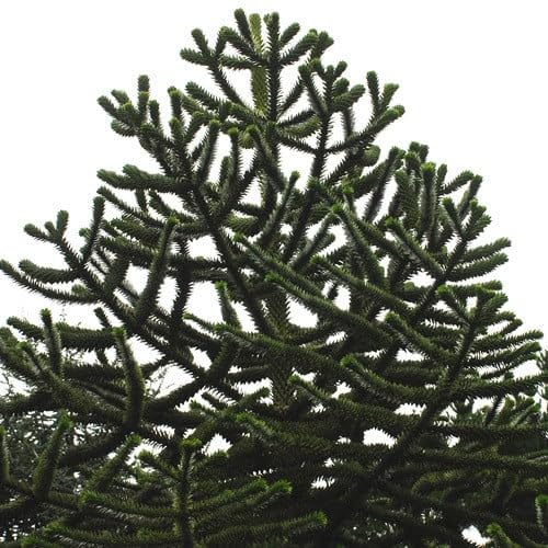 Araucaria Araucana Seeds (Tree & Shrub Seeds)