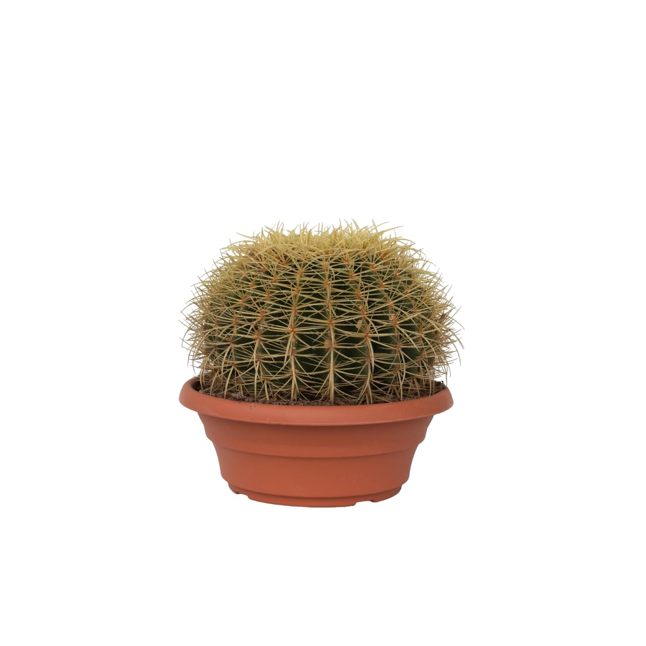 Plant in a Box - Echinocactus grusonii - Cactus a barile dorato - Cactus a sfera - Vaso 25cm - Altezza 25–35cm